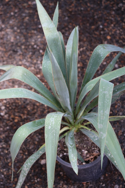 *RETAIL - Yucca filamentosa