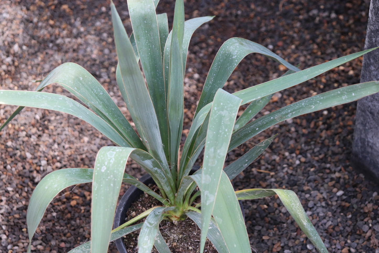 *RETAIL - Yucca filamentosa