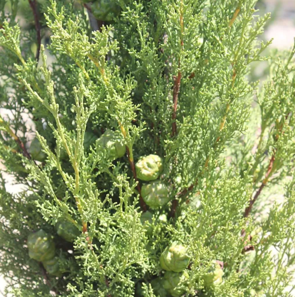 *RETAIL - Cupressus sempervirens 'Worthiana'