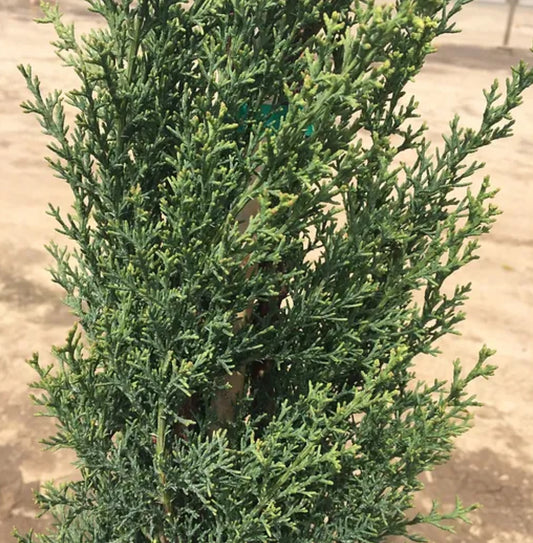 *RETAIL - Cupressus sempervirens