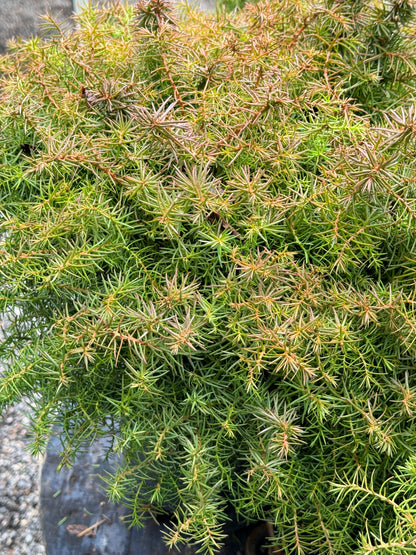 *RETAIL - Cryptomeria japonica 'Mushroom'