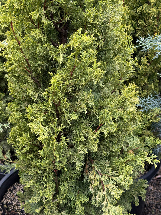 *RETAIL - Cupressus sempervirens 'Swane's Golden'