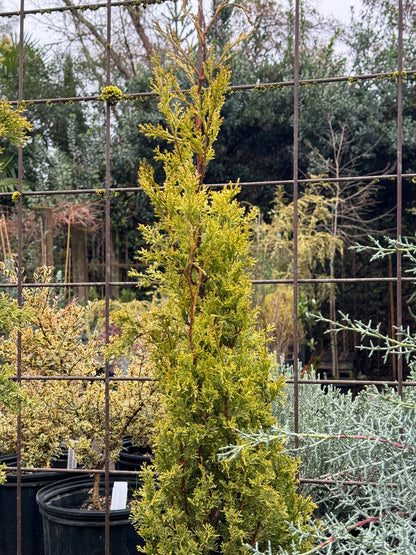 *RETAIL - Cupressus sempervirens 'Swane's Golden'