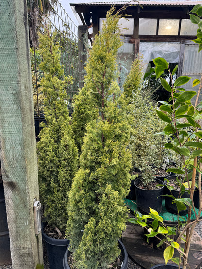 *RETAIL - Cupressus sempervirens 'Swane's Golden'