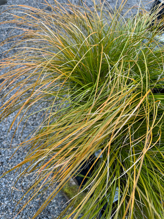 *RETAIL - Carex testacea