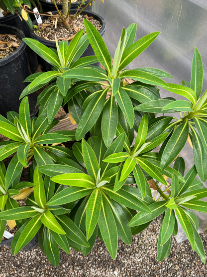 *RETAIL - Euphorbia x pasteurii 'John Phillips'