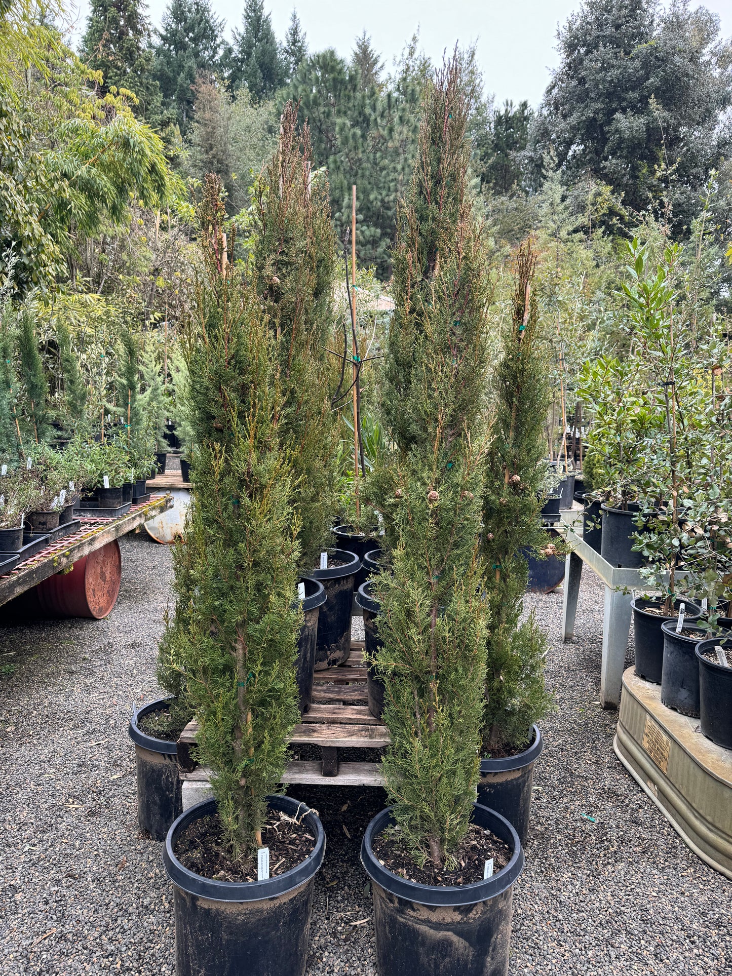 *RETAIL - Cupressus sempervirens 'Worthiana'