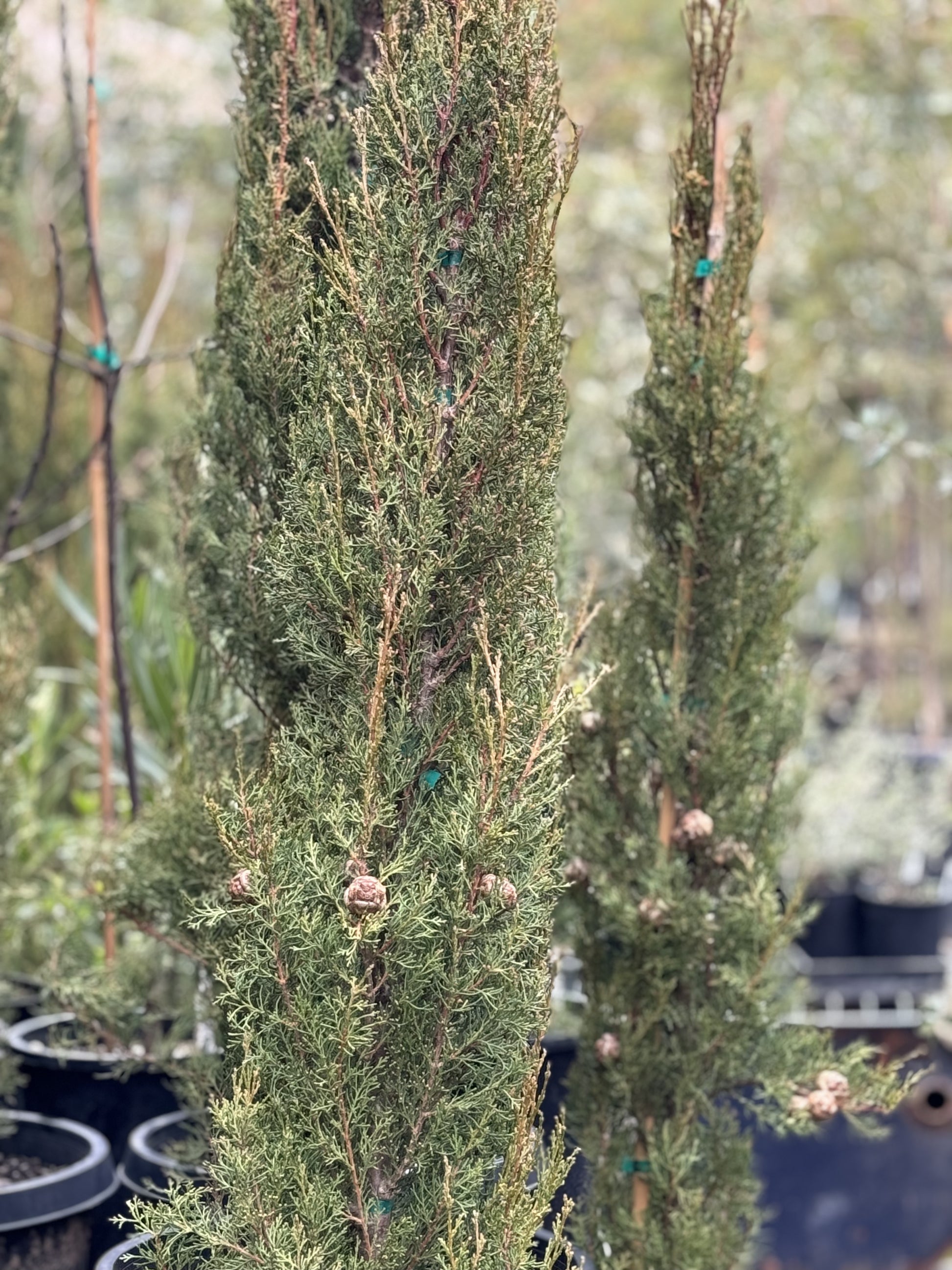 are cypress trees worth money RETAIL