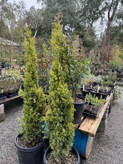 *RETAIL - Cupressus sempervirens 'Swane's Golden'