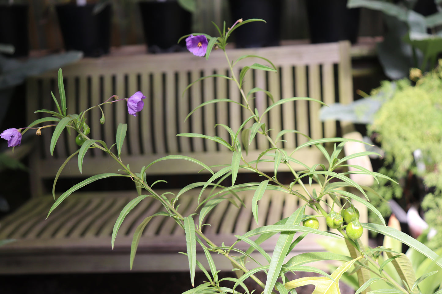 *RETAIL - Solanum linearifolium [selected hardier strain]