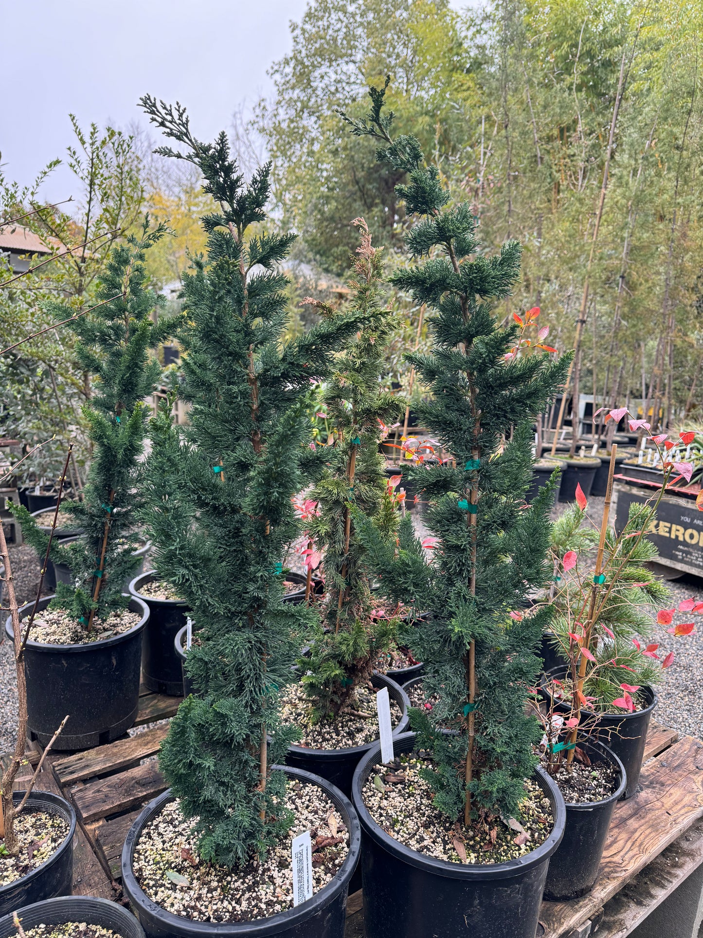 *RETAIL - Chamaecyparis lawsoniana 'Wissel's Saguaro'