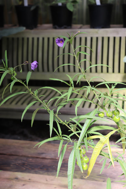 Solanum linearifolium [selected hardier strain]