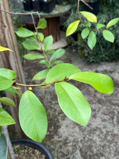 *RETAIL - Magnolia laevifolia 'Largess'