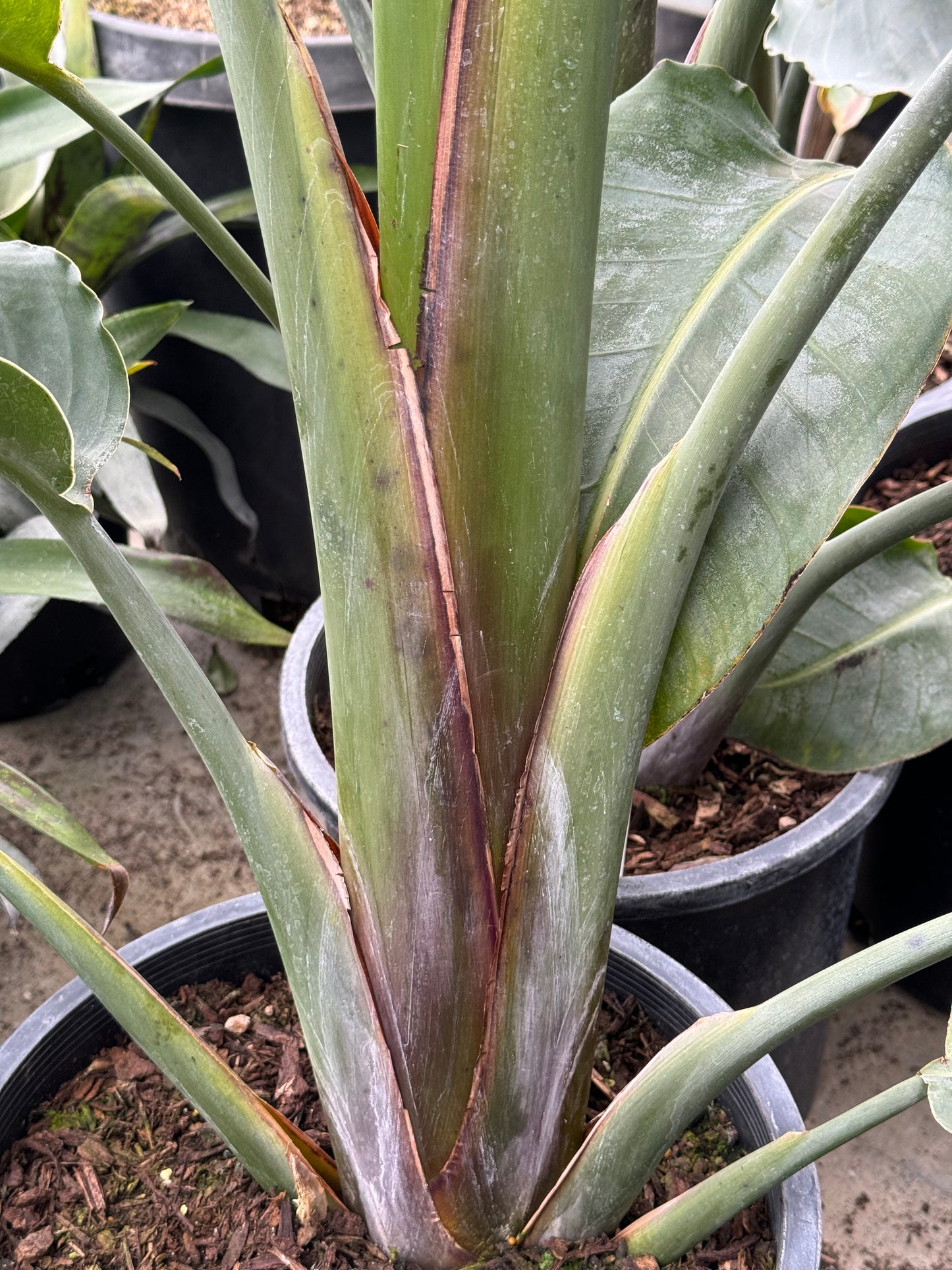 *RETAIL - Strelitzia nicolai