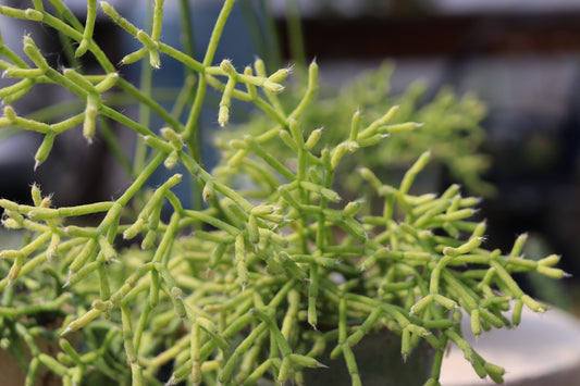 *RETAIL - Rhipsalis cereuscula