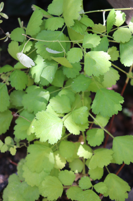 *RETAIL - Rubus parvifolius 'Ogon'