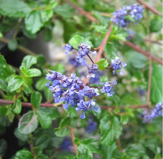 *RETAIL - Ceanothus 'Centennial'