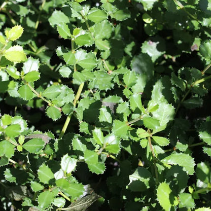 *RETAIL - Ceanothus gloriosus 'Anchor Bay'