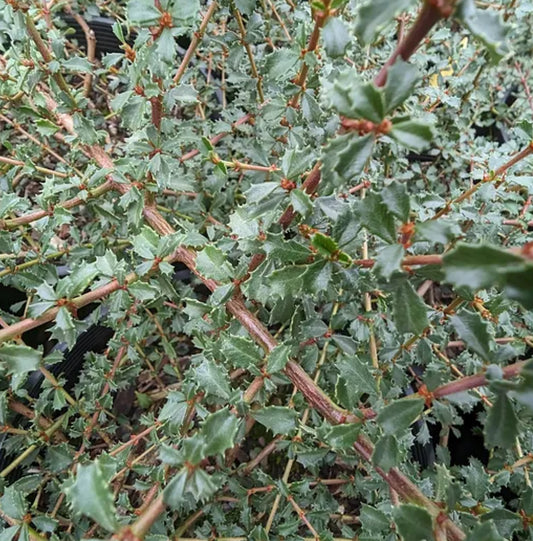 *RETAIL - Ceanothus gloriosus var. porrectus 'Mt. Vision'