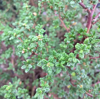 *RETAIL - Ceanothus impressus 'Vandenberg'