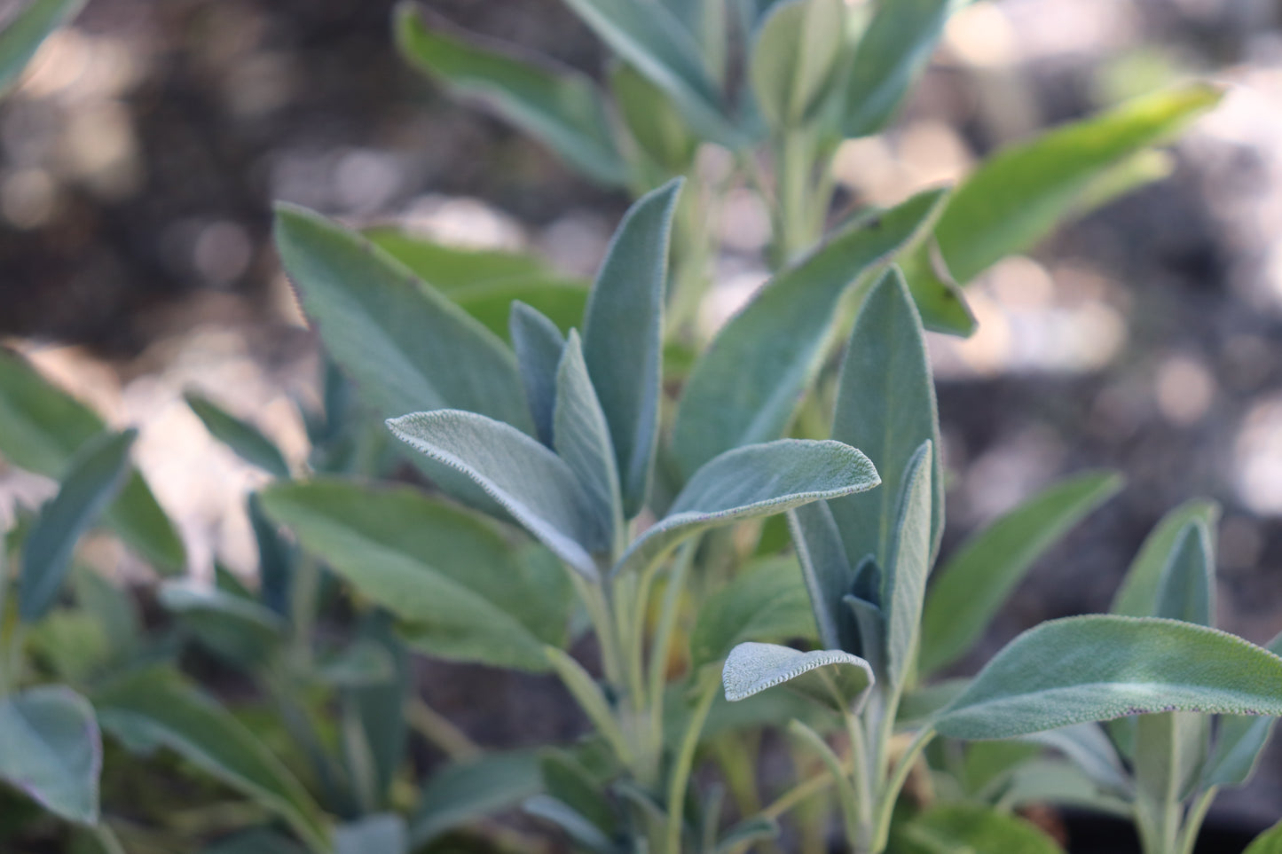 *RETAIL - Salvia lavandulifolia