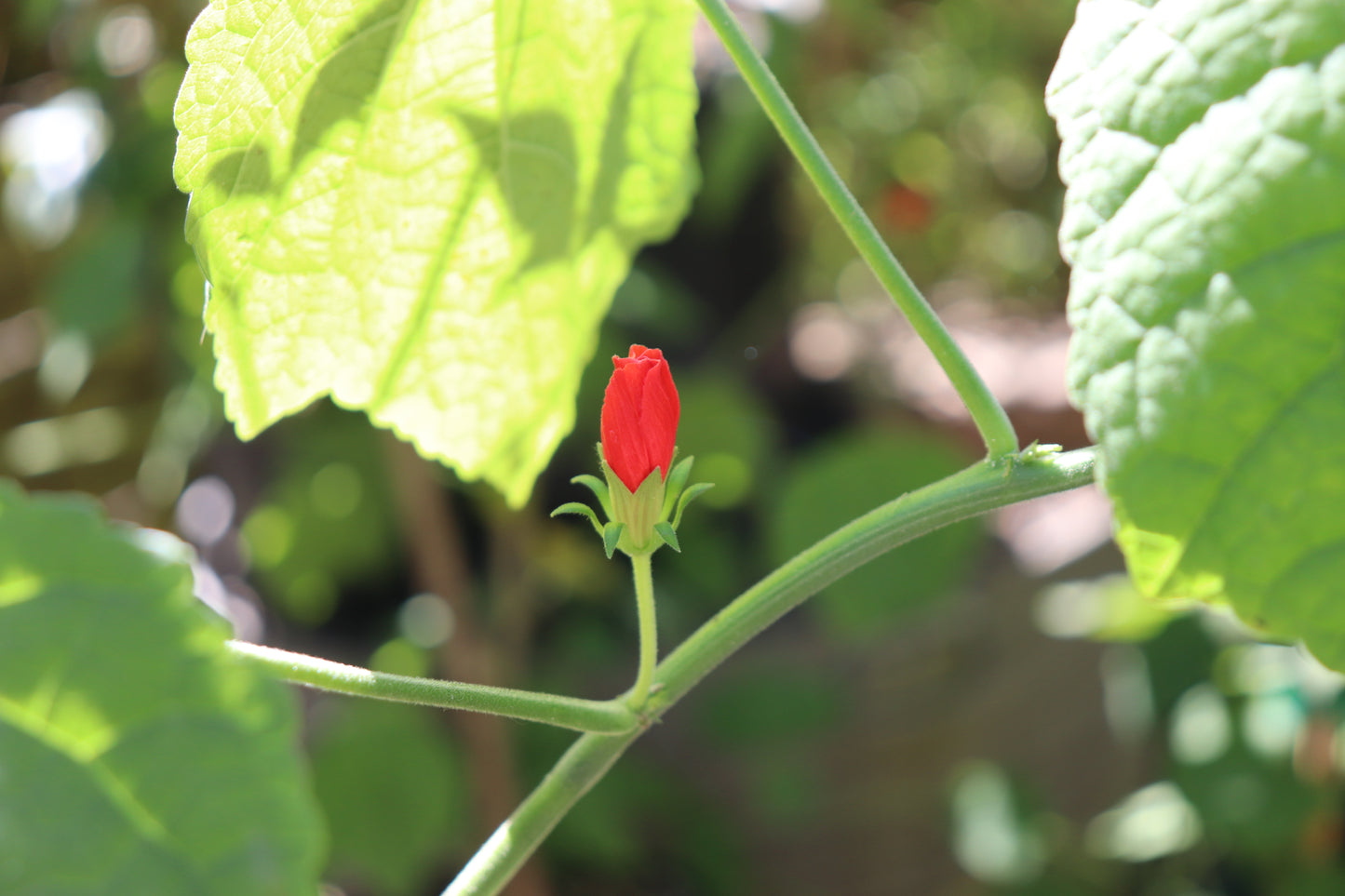 *RETAIL - Malvaviscus drummondii [San Juan, ARG.]