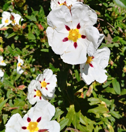 *RETAIL - Cistus 'Jessamy Beauty'