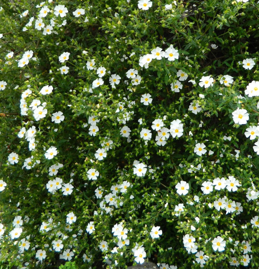 *RETAIL Cistus x florentinus Cistus Nursery