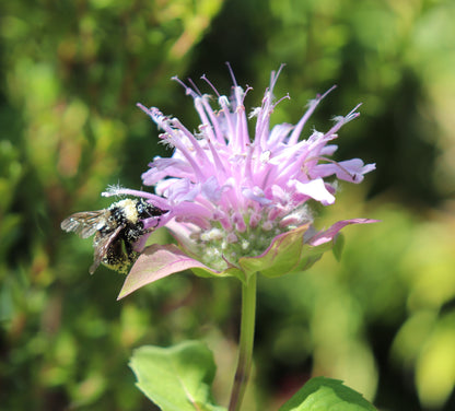 *RETAIL - Monarda fistulosa