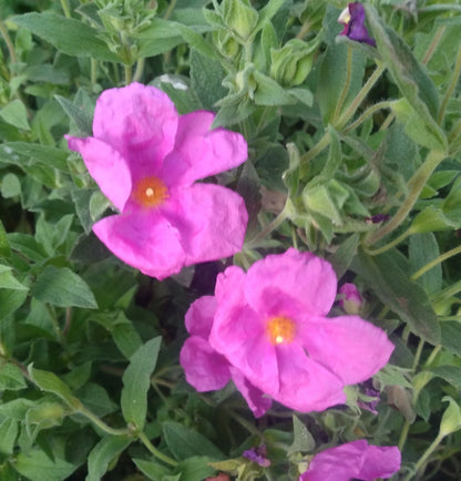 Cistus x pulverulentus 'Sunset'