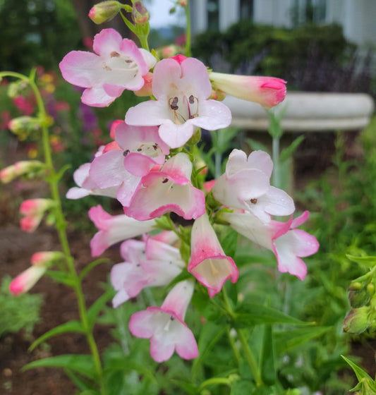 *RETAIL - Penstemon 'Thorn'