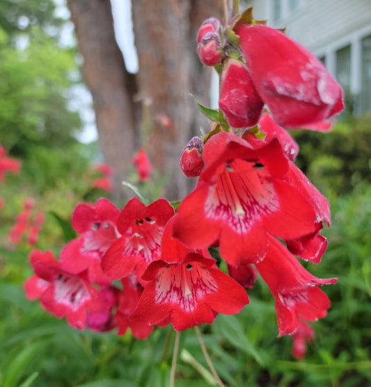 *RETAIL - Penstemon 'Red Trumpet'