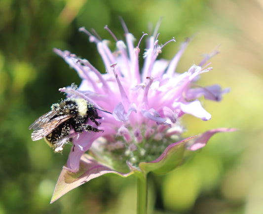 *RETAIL - Monarda fistulosa