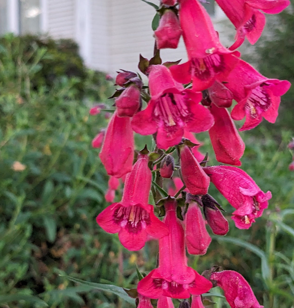 *RETAIL - Penstemon 'Firebird'