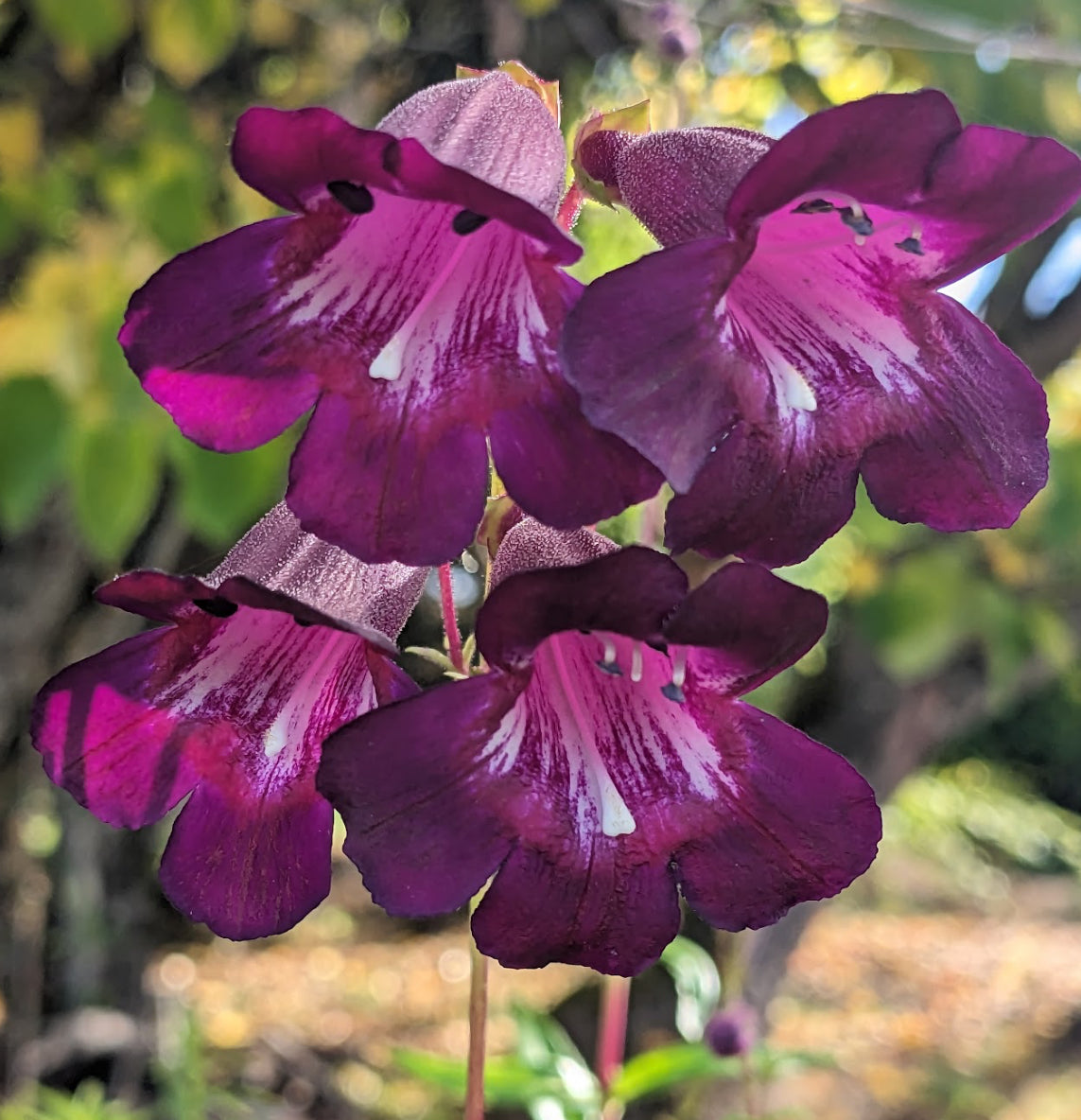 *RETAIL - Penstemon 'Raven'