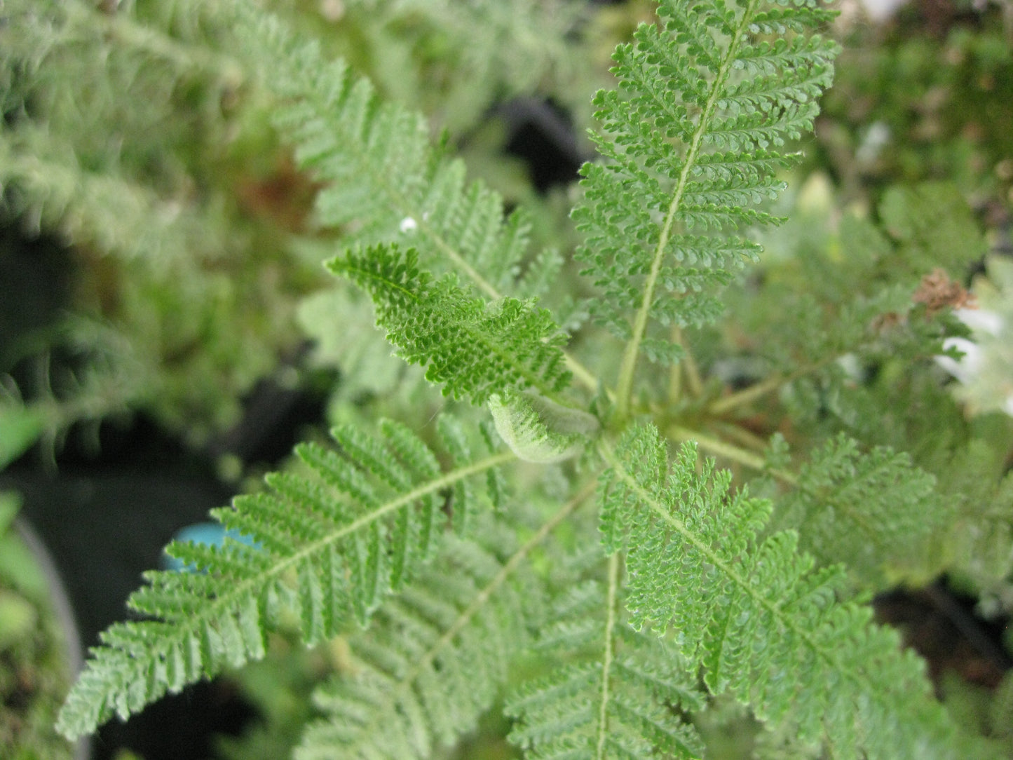 *RETAIL - Chamaebatiaria millefolium