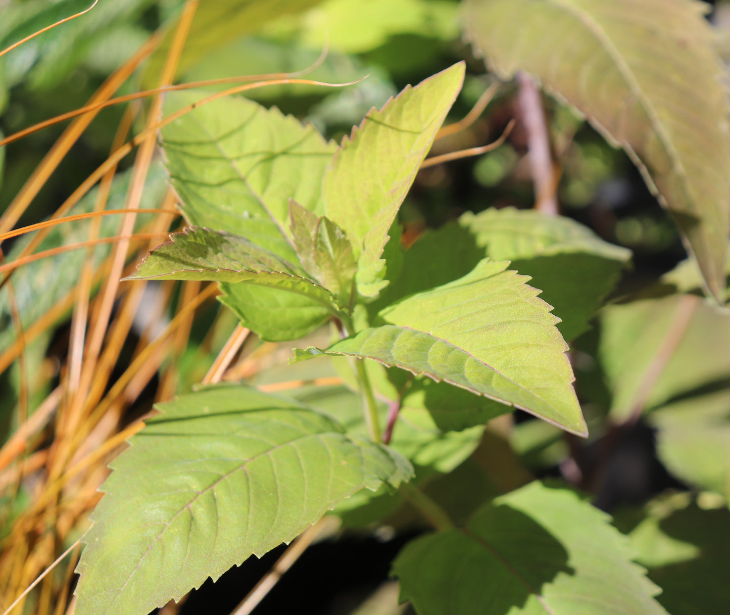 *RETAIL - Monarda fistulosa