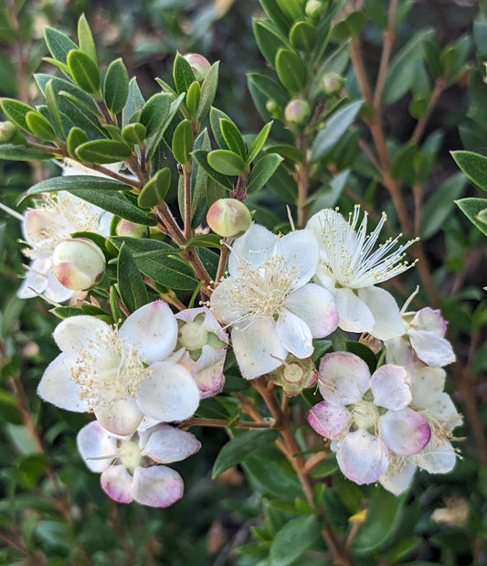 *RETAIL - Myrtus communis ssp. tarentina