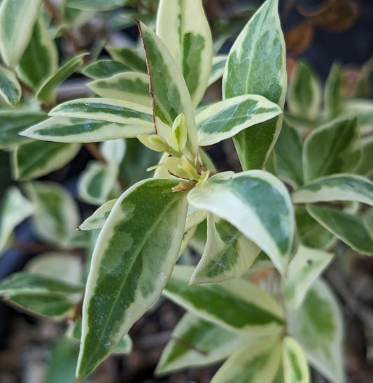 Myrtus communis ssp. tarentina 'Variegata'