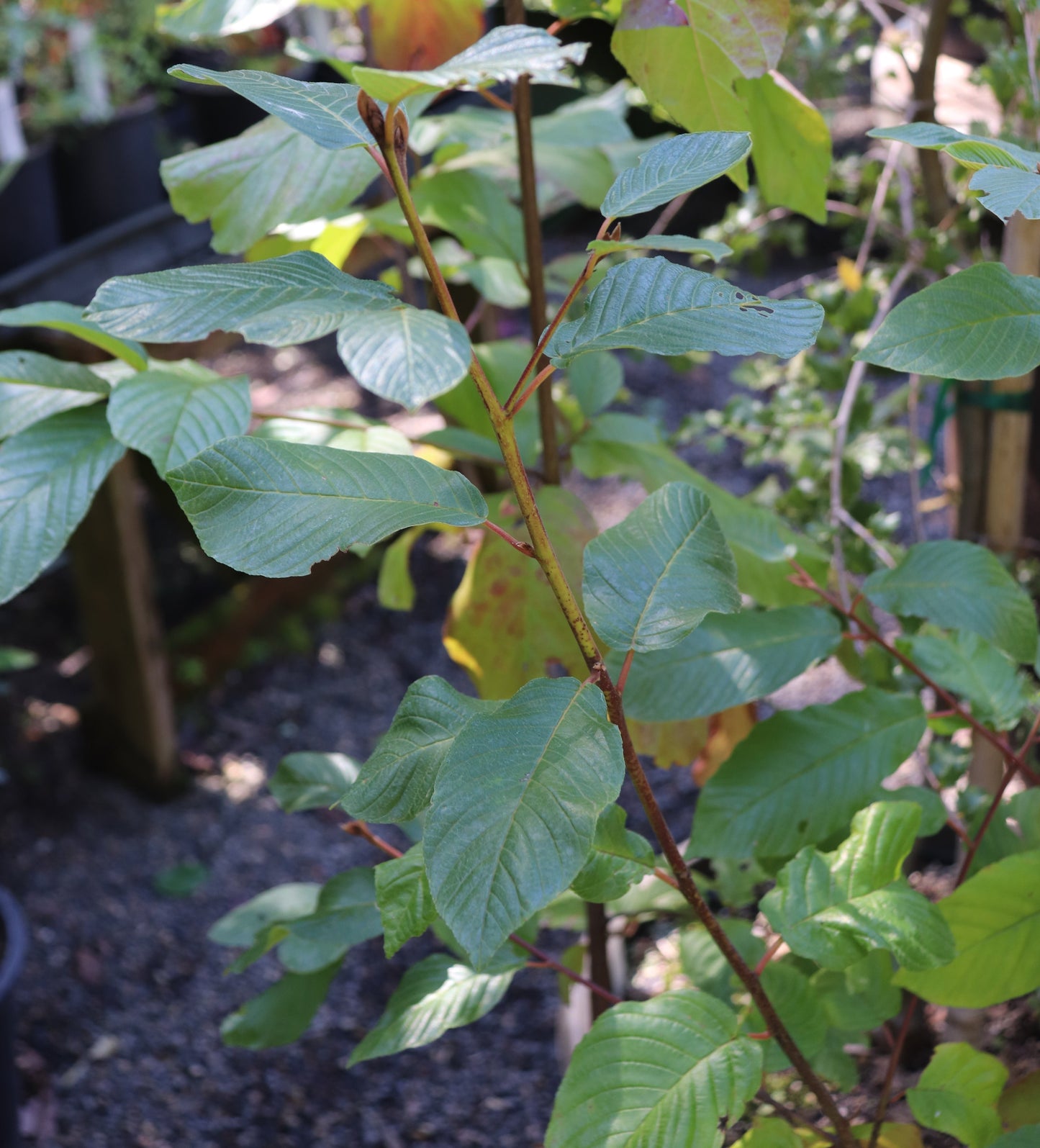 *RETAIL - Rhamnus purshiana