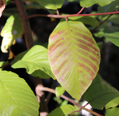 *RETAIL - Rhamnus purshiana