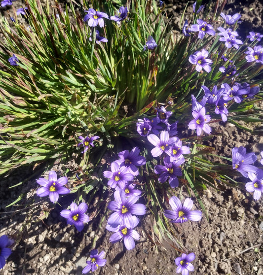 *RETAIL - Sisyrinchium 'E.K. Balls'