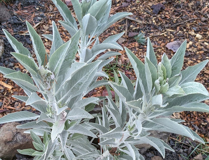 Salvia apiana