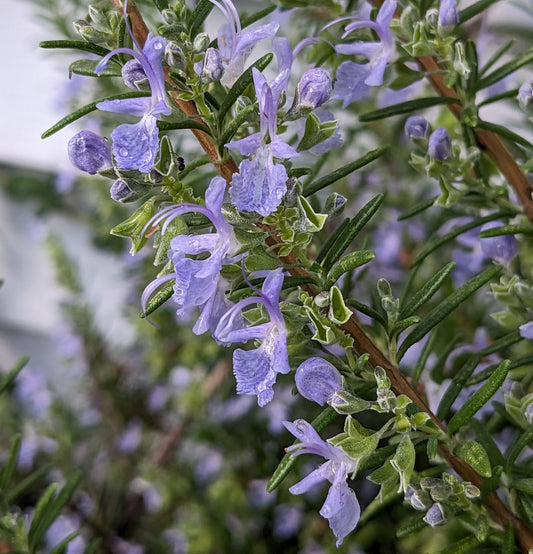 *RETAIL - Rosmarinus officinalis 'Capercaillie'