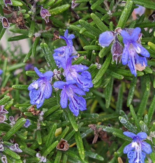 *RETAIL - Rosmarinus officinalis 'Collingwood Ingram'