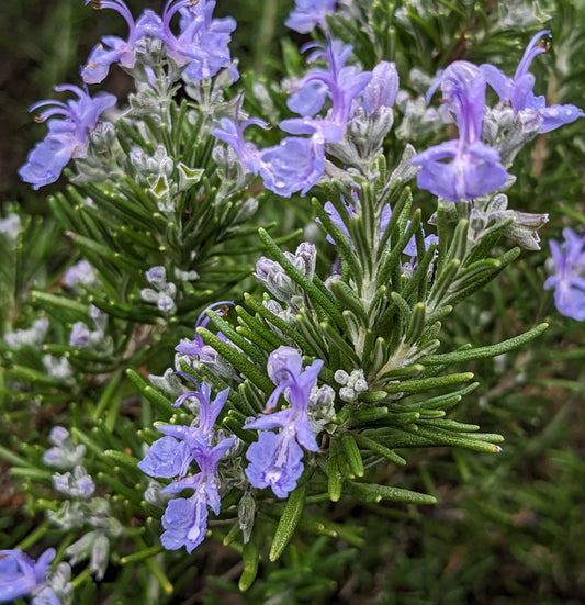 *RETAIL - Rosmarinus officinalis 'Herb Cottage'