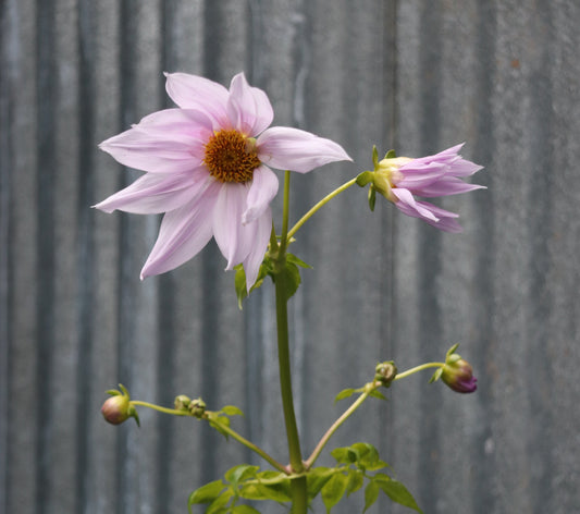 *RETAIL - Dahlia imperialis