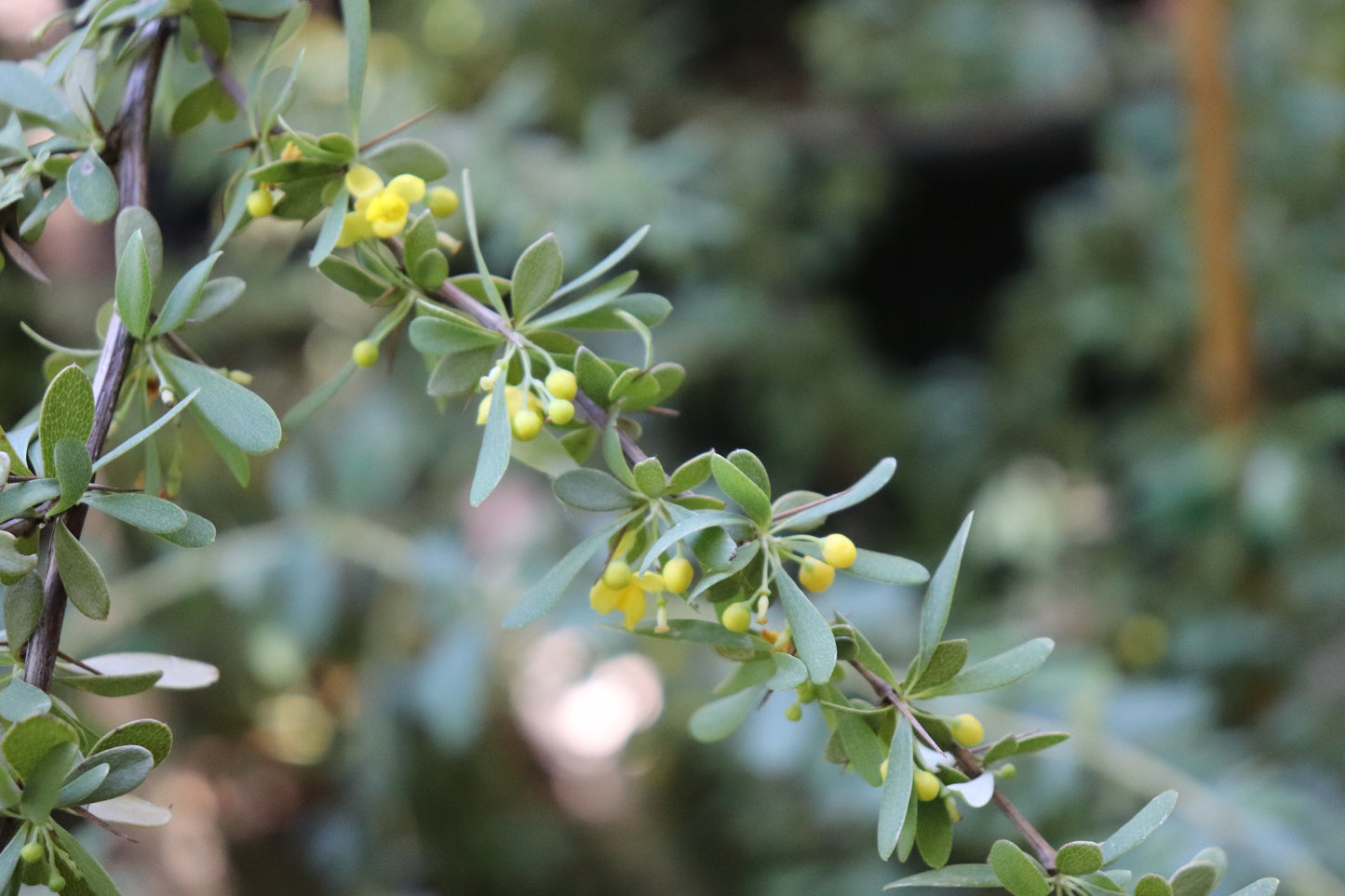 *RETAIL - Berberis wilsoniae