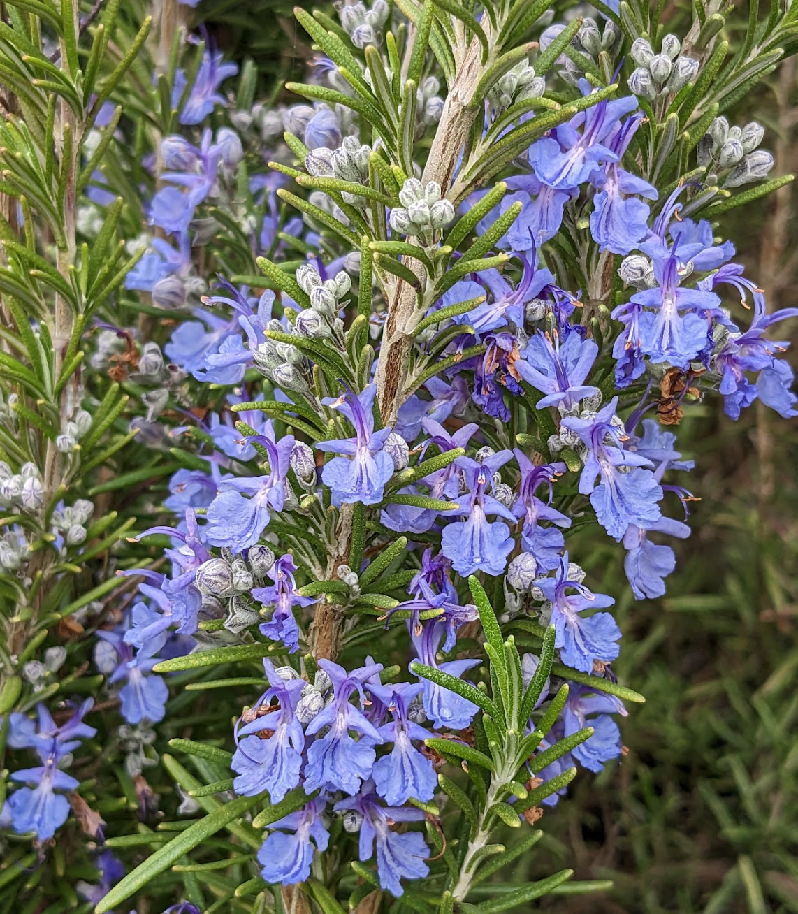 *RETAIL - Rosmarinus officinalis 'Ticonderoga'