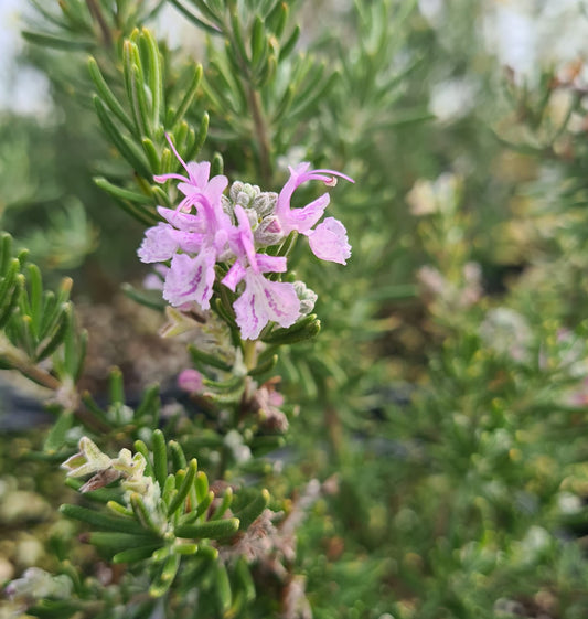*RETAIL - Rosmarinus 'Majorca Pink'